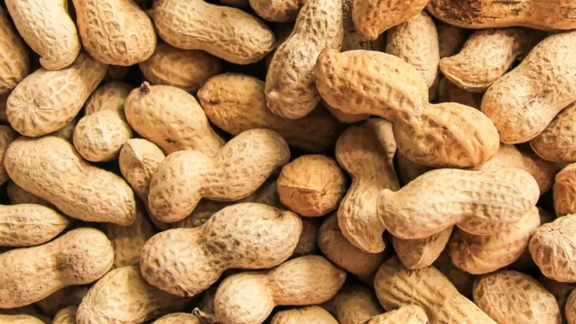 ARGENTINA, WORLD LEADER IN PEANUT EXPORTS
