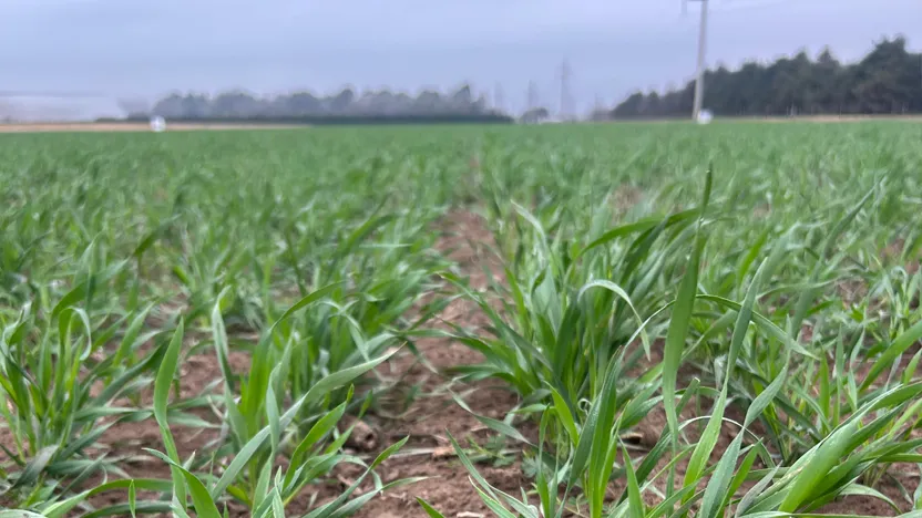 TRIALS IN CROPMIX: FIRST RESULTS