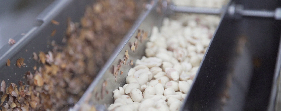 planta de mani blancheado